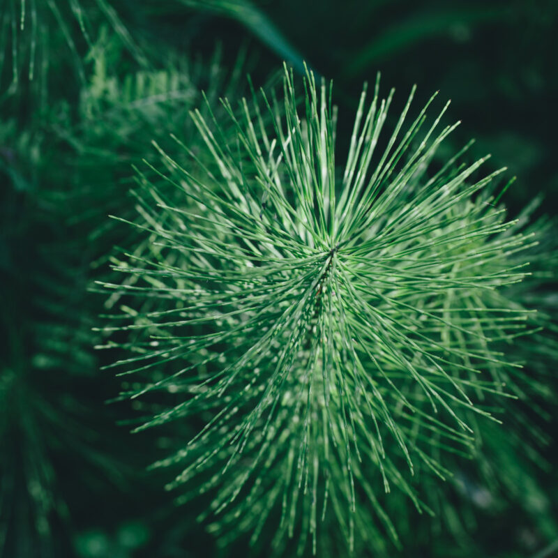 Walki Sustainable Raw Materials